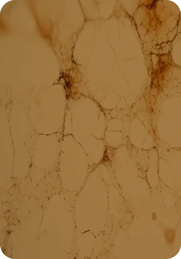 NineteenOrganSystems