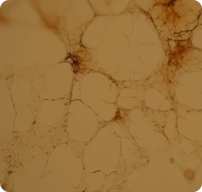 NineteenOrganSystems